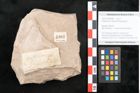 Foto (Objekt + Etikett) von Peridermium taxodii Ettingshausen (NHMW-GEO-2024-0188-6382)